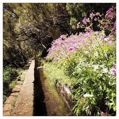 Madeira Wanderung bei Calheta ins Rabacal zu den 25 Fontes Wasserfällen