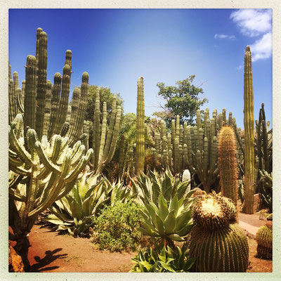 Ein Kaktus schöner als der andere - Kakteenpark auf Gran Canaria