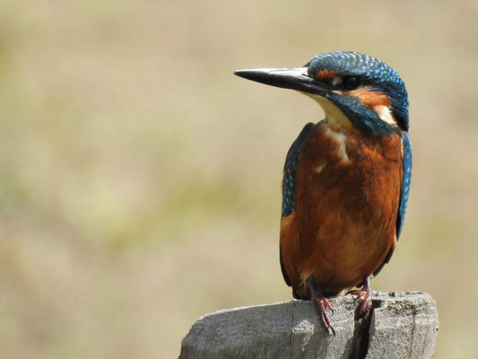 Eisvogel (Foto: M. Manyoki)