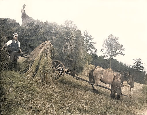 Überlebt und körperlich unversehrt: Heinrich Heymer in die Heimat zurückgekehrt. Bei der Getreideernte (links, stehend) im August 1919