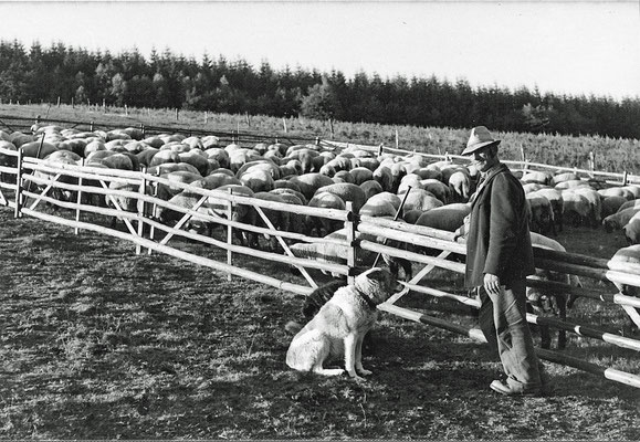 Mit den Hunden am Koppelzaun