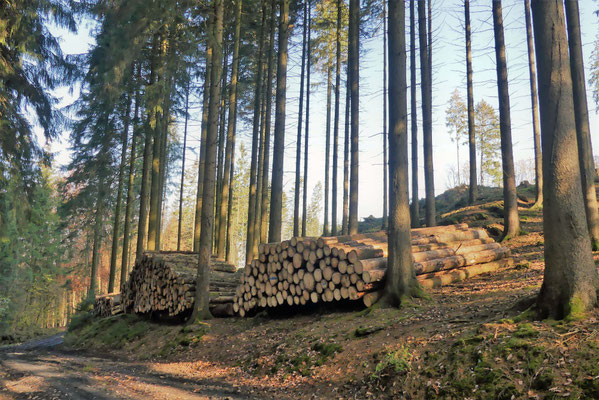 Hier liegt unverkauftes Industrieholz in 3,10 m Länge und wird nur zum Null-Preis abgeholt. Empfehlung: Mit Plane abdecken und abwarten!