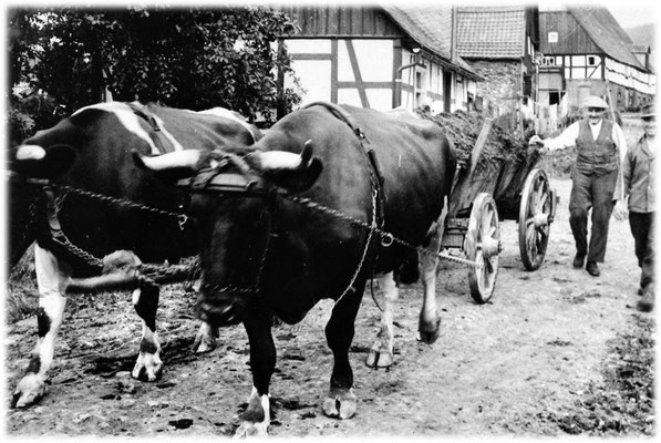 Hornvieh beim Einsatz in der Landwirtschaft
