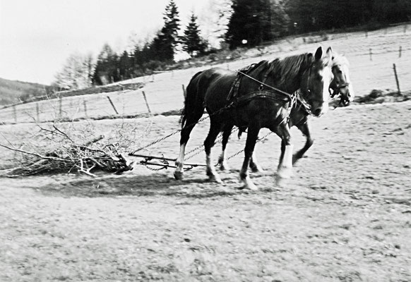 Einfache Mittel zur Wiesenpflege mit der Strauchegge