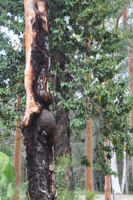 Pregnat Dyrad Tree Spirit