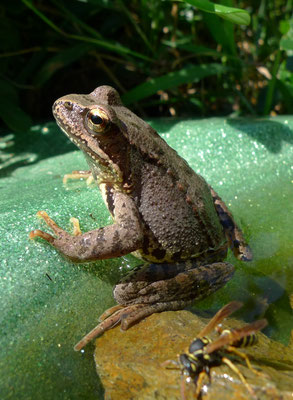 Grasfrosch