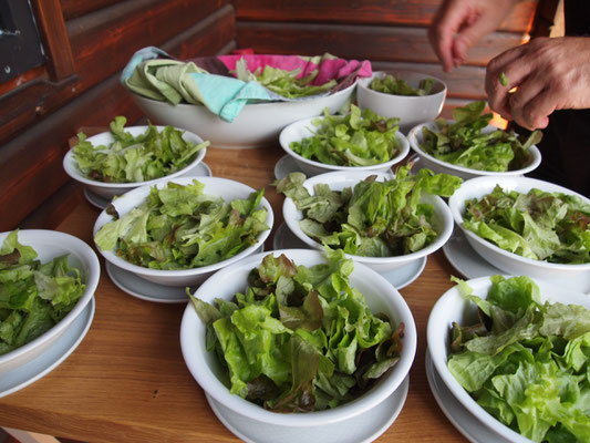 Eine grüne Gartensalatvariation aus dem eigenen Hochbeet