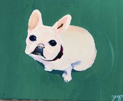 Yugo_Our French bulldog