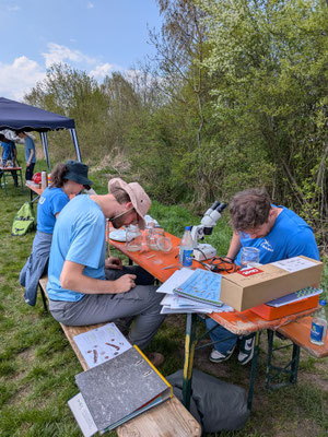 Feinbestimmung Foto: NABU/C. Bücker