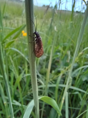 Schlammfliegenlarven Foto: NABU/T.Stadtmüller