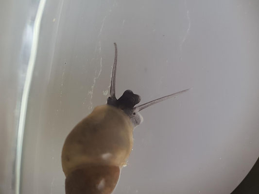 Wasserschnecke Foto: P. Rolshausen
