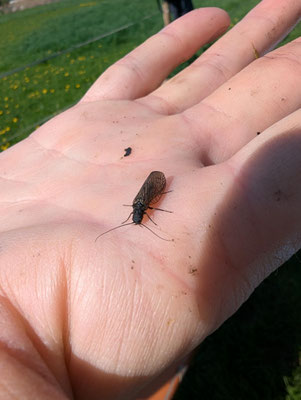 Schlammfliege Foto: NABU/ B.Schick