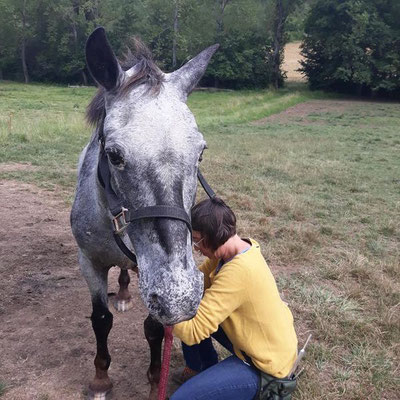 Shiatsu d'un cheval retraité (association Leur bonheur est dans le pré), bien être et longévité.