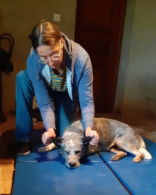 Shiatsu canin, décontraction et travail sur l'occiput et les oreilles.