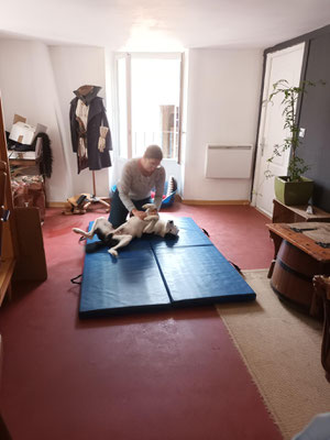 Shiatsu canin, décontraction et relachement.
