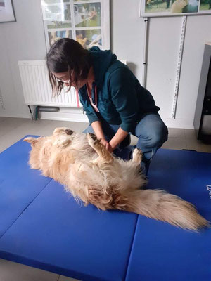 Shiatsu canin et anpuku de l'abdomen.