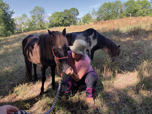 Shiatsu d'un poney retraité (association Leur bonheur est dans le pré), étirement énergétique et décontraction des méridiens de la face.