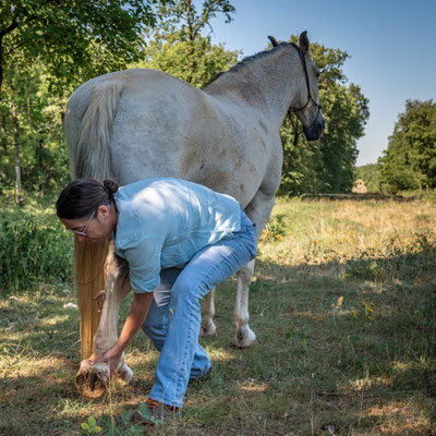 Shiatsu d'un cheval, étirement énergétique du méridien Estomac