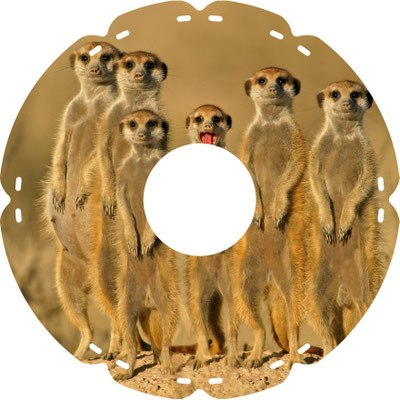1233 Erdmännchen