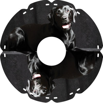 1273 Wasserhund