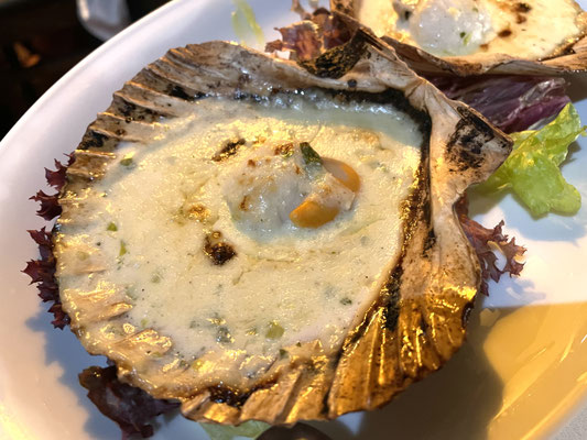 Jakobsmuschel. Scallop. Pettine.