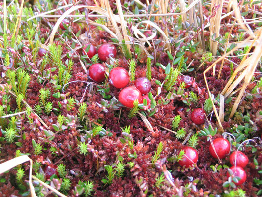 Moosbeeren und Torfmoose, © Andrea Arends