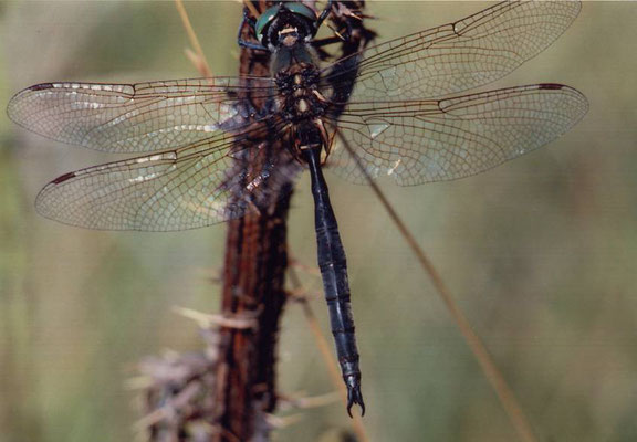 Arktische Smaragdlibelle, männlich, © Günther Burk