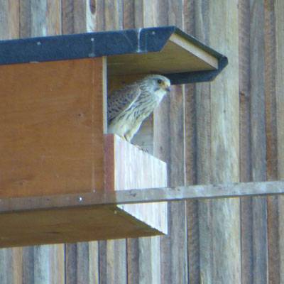 Turmfalkennistkasten, © Hans Buxbaum