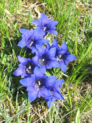 Stängelloser Kalk-Enzian (Gentiana clusii), © Andrea Arends