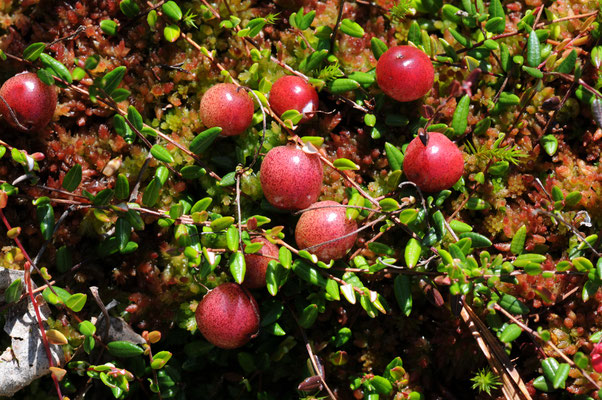 Gewöhnliche Moosbeere, © Dr. Eberhard Pfeuffer (LBV Bildarchiv)