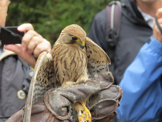 Turmfalke vor der Freilassung, © Markku Arends