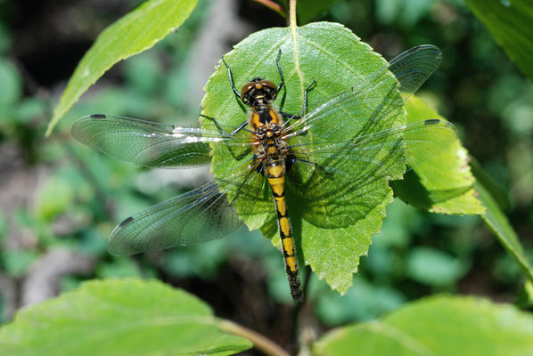 Große Moosjungfer, © Dr. Eberhard Pfeuffer, LBV-Bildarchiv (naturfotos.lbv.de)