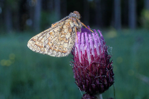 Goldener Scheckenfalter, © Claudia Neumann