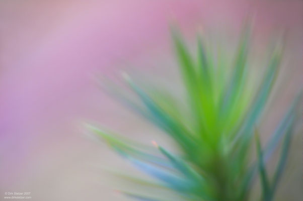 ~ Yucca ~
