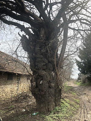 200 Jahre alter Baum 