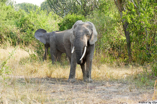 Afrikanischer Elefant (African Elephant)