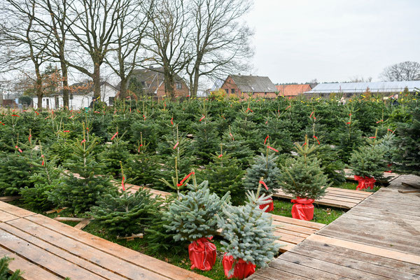Weihnachtsbaumverkauf 2018 | Spargelhof Bolhuis