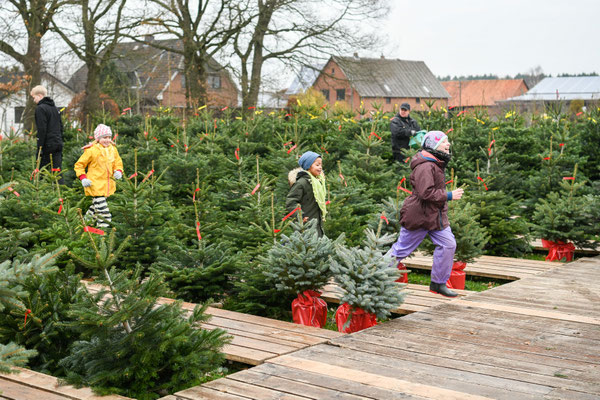 Tannenbaumverkauf Spargelhof Bolhuis