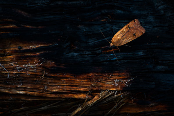 DRY - Hausmutter (Noctua pronuba) on a burned piece of wood, NRW 08/2019