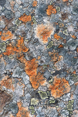 Detail eines Steins aus dem Rondane Nationalpark, Norway 05/2018