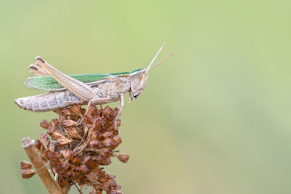 Weißrandiger Grashüpfer (Chorthippus albomarginatus), NRW, Germany 08/2018