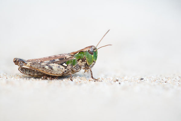 Gefleckte Keulenschrecke (Myrmeleotettix maculatus), female, Lower saxony, Germany 09/2018