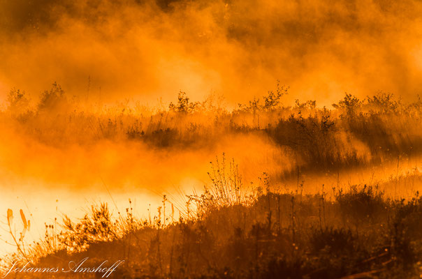 Aufsteigender Nebel im Moor, Niedersachsen, Germany