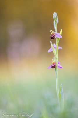 Bienenragwurz (Ophrys apifera), Kalkmagerrasen, NRW, Germany