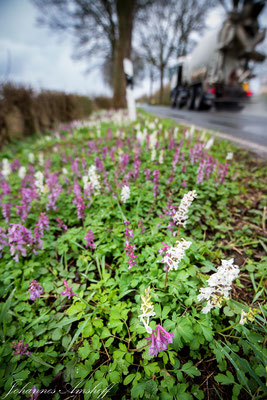 Hohler Lerchensporn (Corydalis cava), Kreis Kleve, NRW, Germany