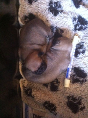 Samen met broer