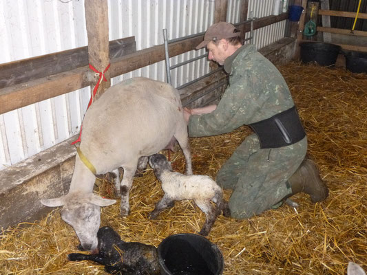 Knut bei der Geburtshilfe. Er hilft noch dem drittes Lamm auf die Welt.