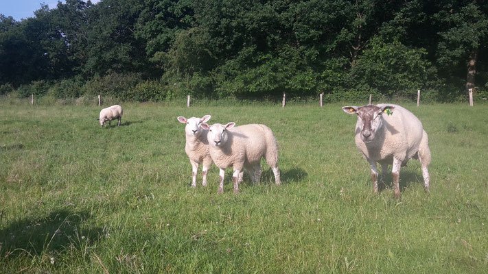 Zwei Eilämmer (weiblich) mit ihrer Mutter.