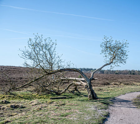 Dick de Groot iso100 35mm
