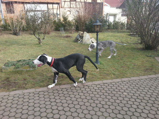 Besuch bei den Züchtern. Ida hat gleich alles unter die Lupe genommen. 